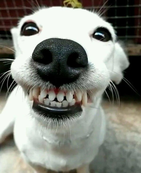 улыбающийся пес