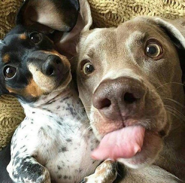 веймаранер харлоу