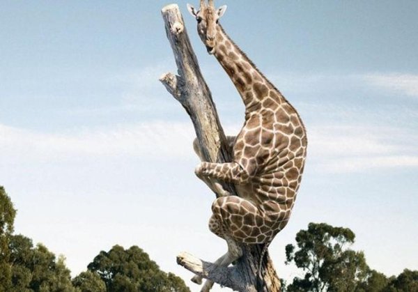 жирафы прикольные