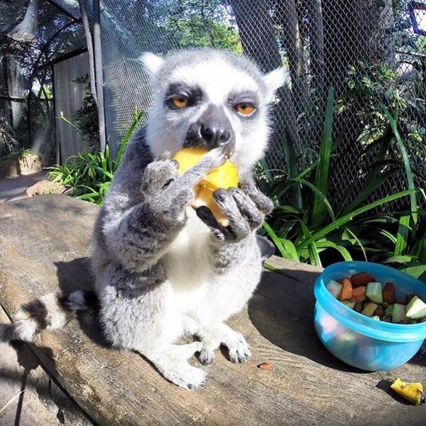 лемур кошачий