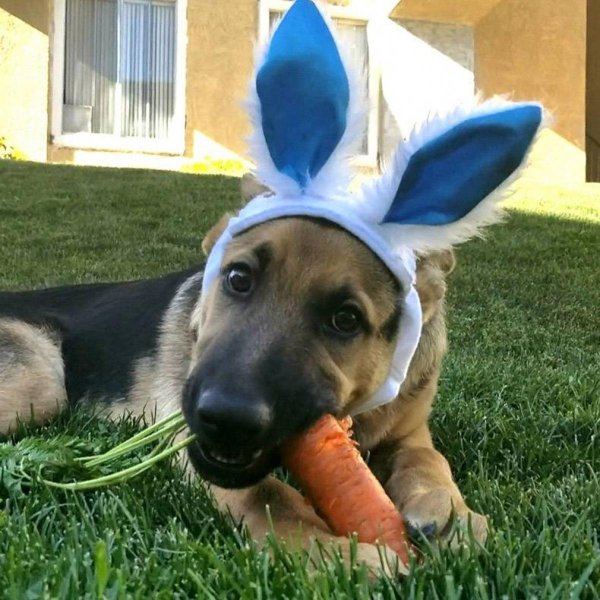 немецкая овчарка