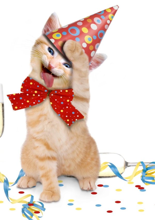 с днем рождения кот