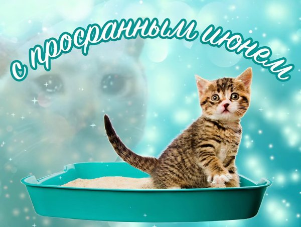 кошачий туалет