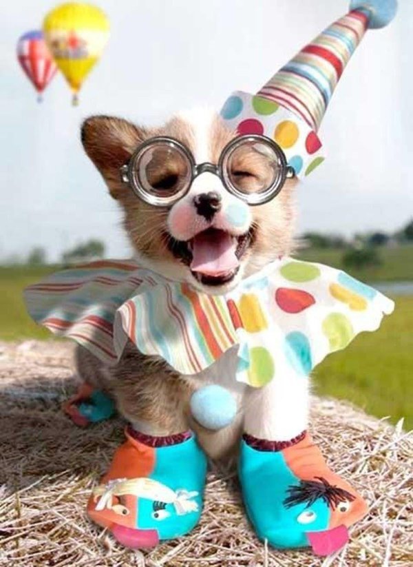 собачка с днем рождения