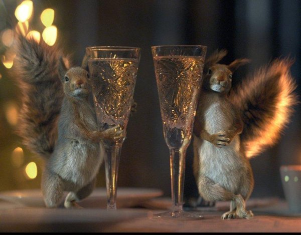 новогодние белки