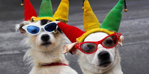 веселая собака