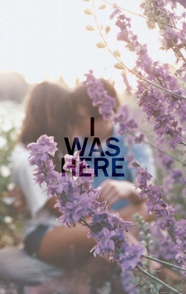 цветки лаванды