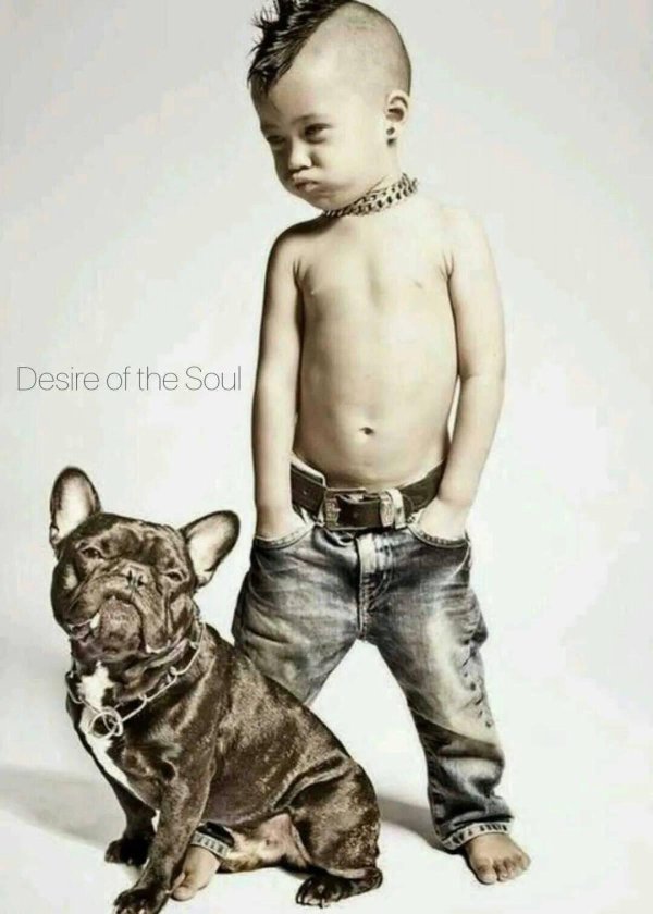 французская бульдог