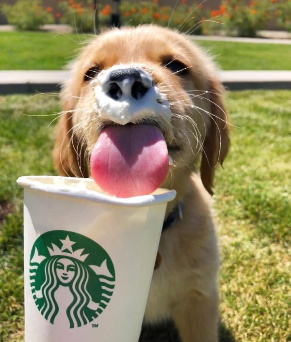 голден ретривер