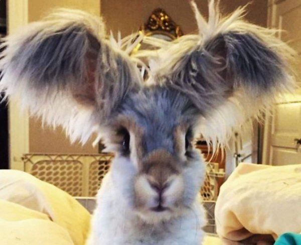 кролик ангорский