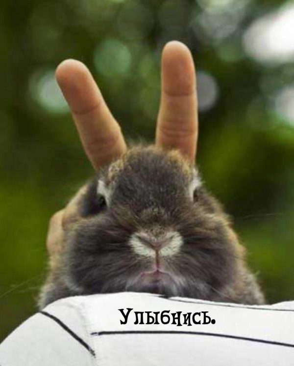 кролики смешные
