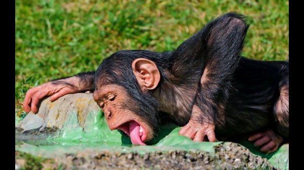 животные шимпанзе