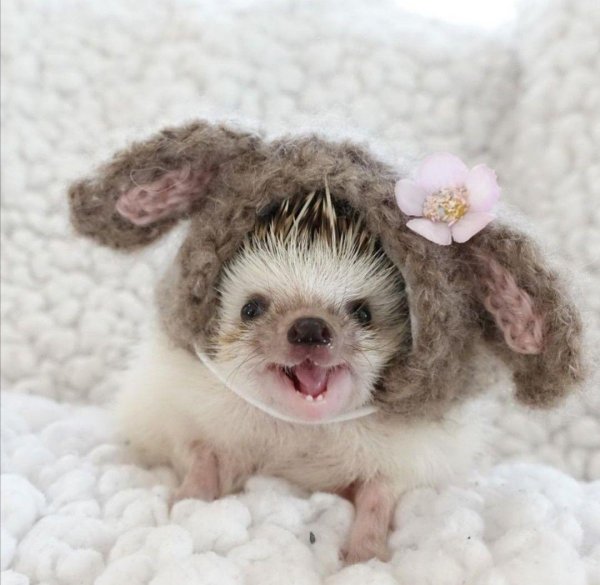 счастливый ежик