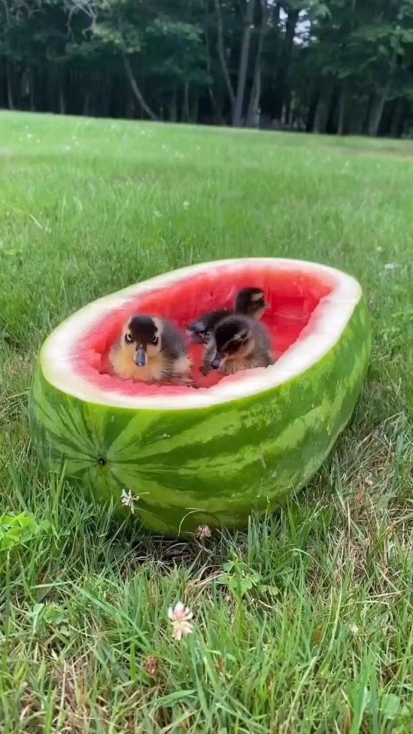 забавные зверюшки