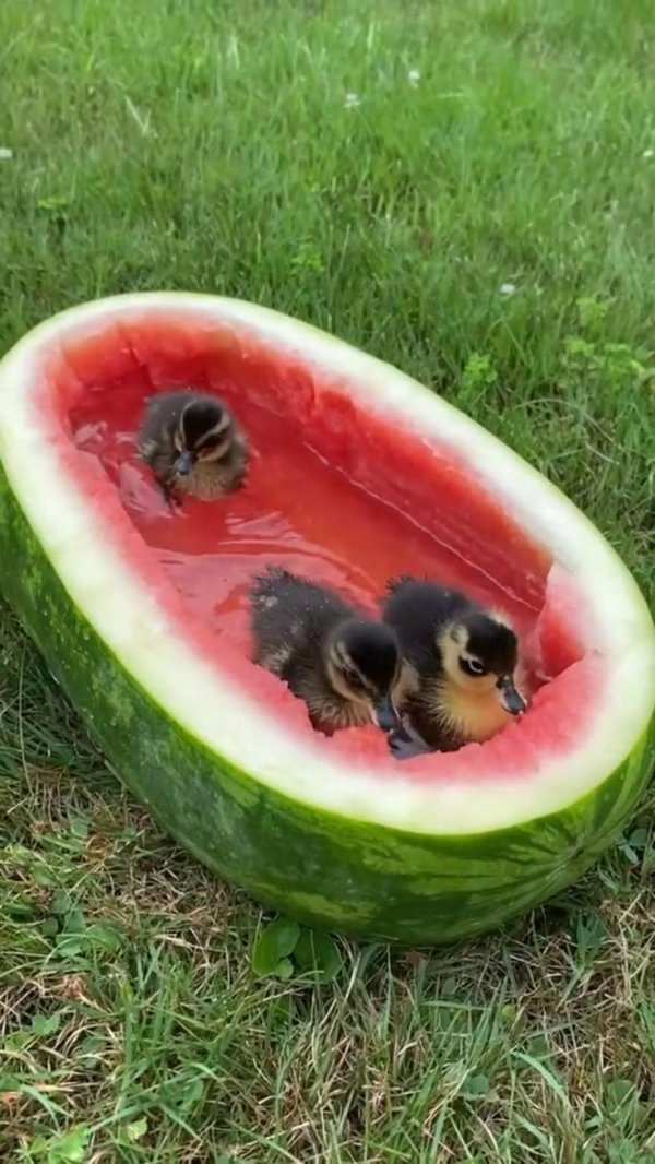 маленькие утята