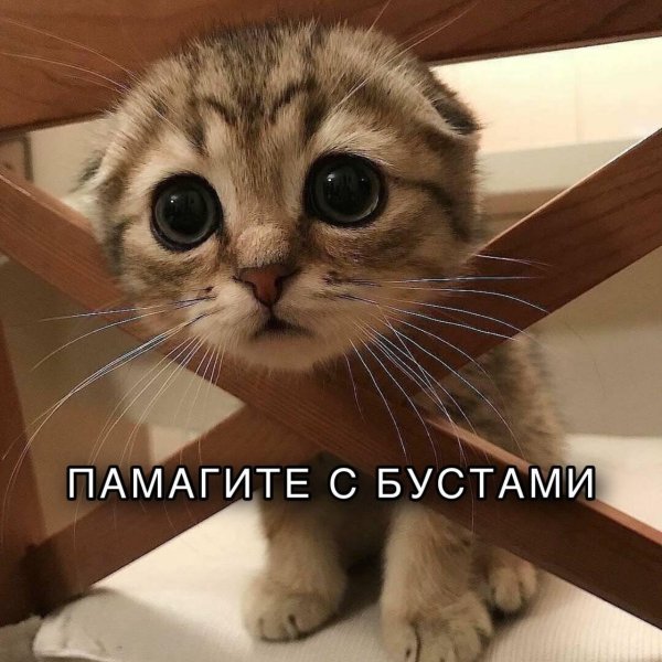 смешной котенок