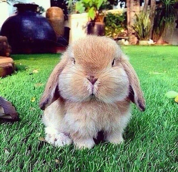 декоративный вислоухий кролик