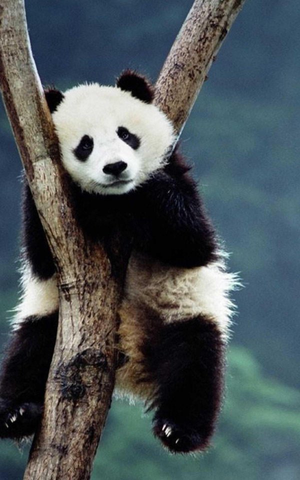 большая панда