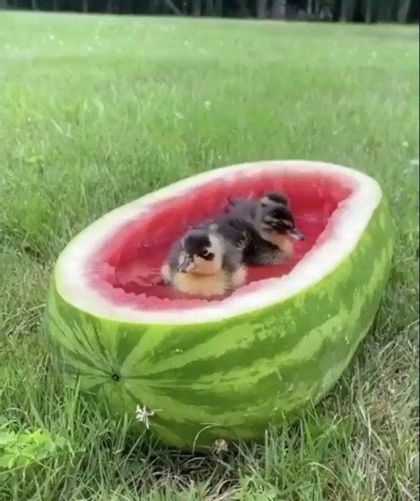 сезон арбуза