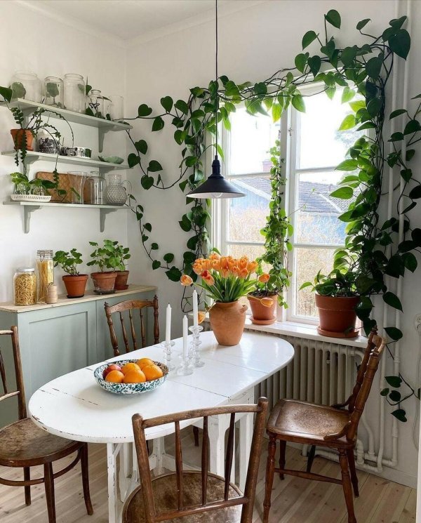 интерьер с растением