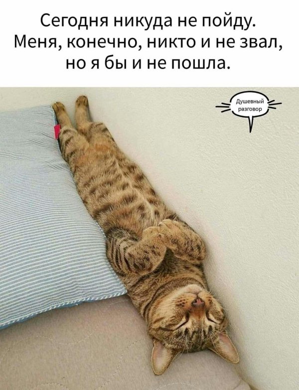 ленивые коты