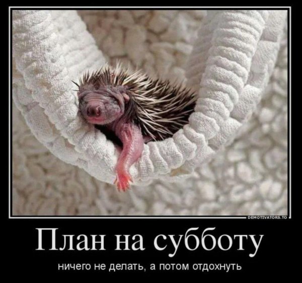 новорождённые ежата