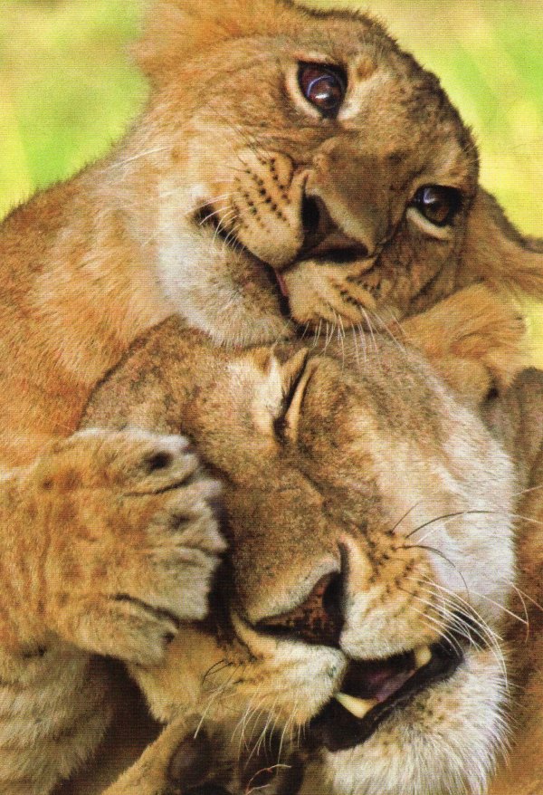 Нежные прикольные