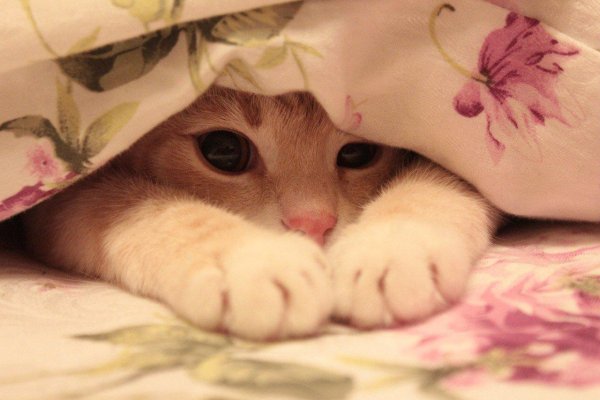 утренние котики