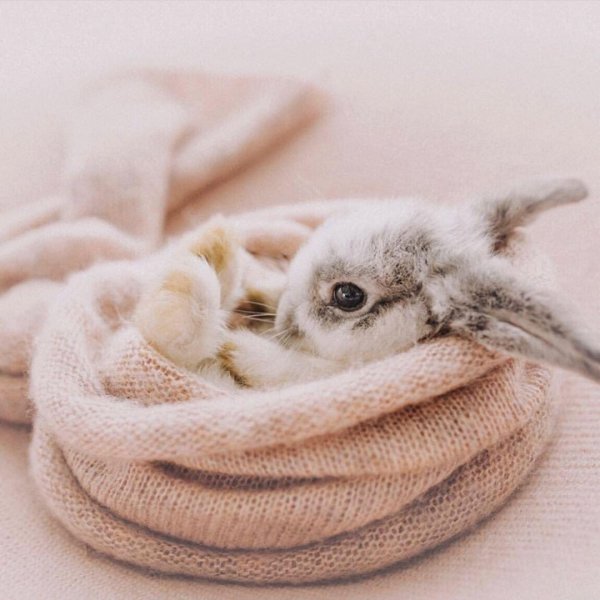 маленькие кролики