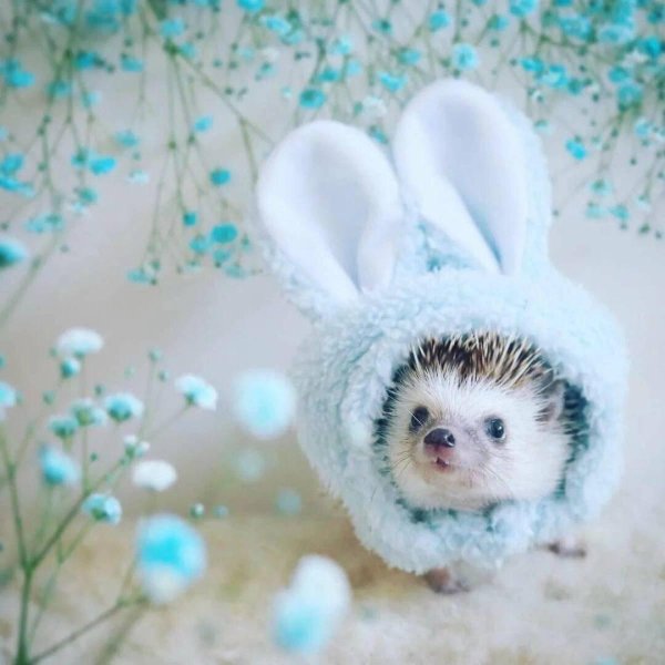 ёжики милашки