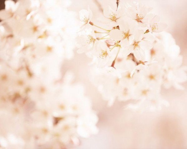 природа в бежевых тонах