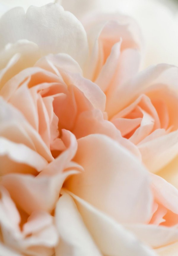 розы персикового цвета