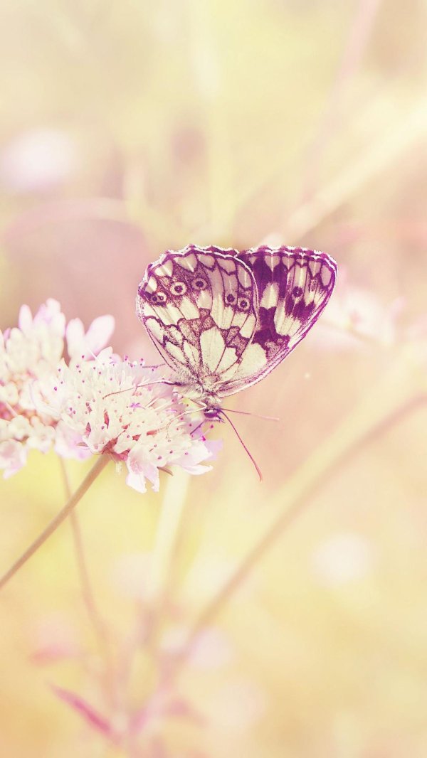 бабочка бабочка