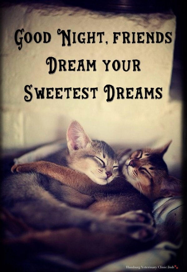 good night kitten