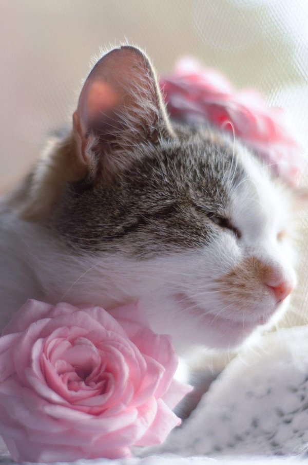 нежная кошечка