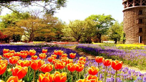 keukenhof gardens нидерланды
