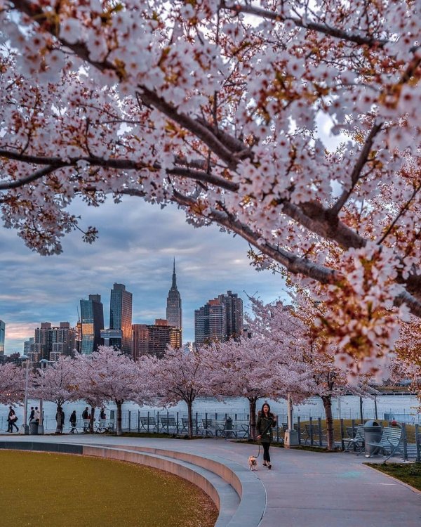 сакура в ньюйорке
