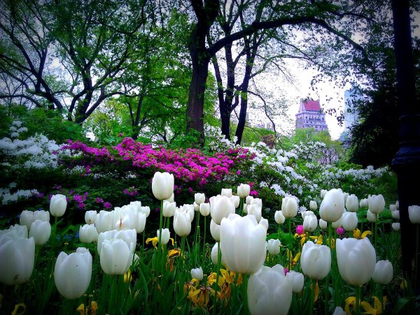 весенние сады