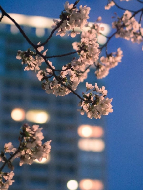 цветение сакуры