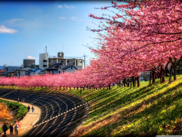 киото цветение сакуры