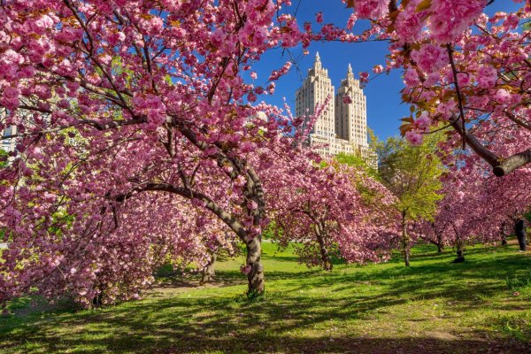 сакура в ньюйорке