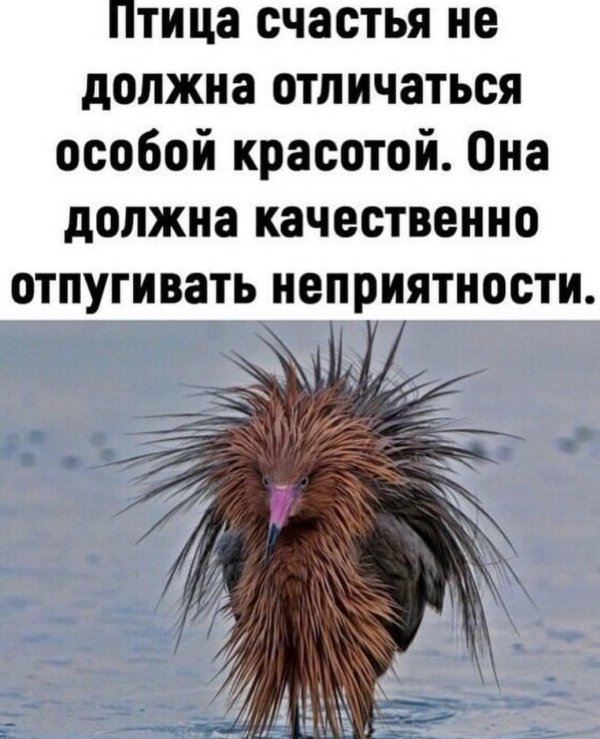 женщина главная юмор