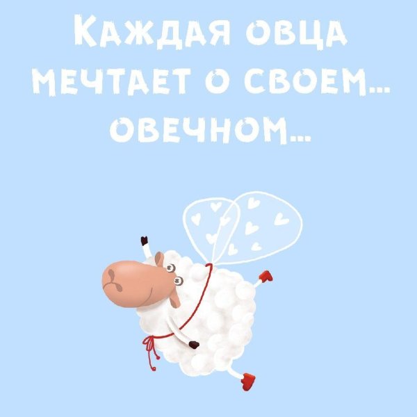 овечка милая
