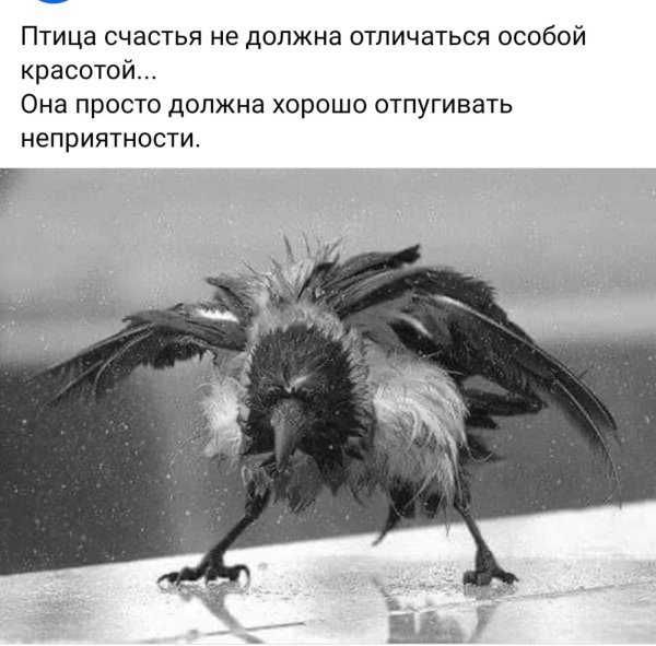 ворона смешная