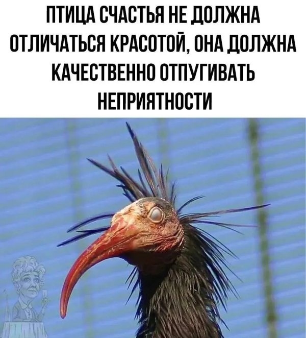 лысые ибисы