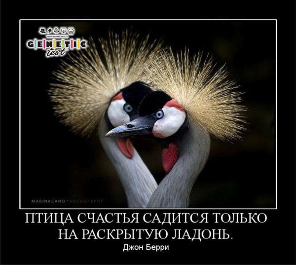 венценосные журавли