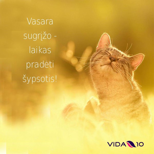 кошка радуется