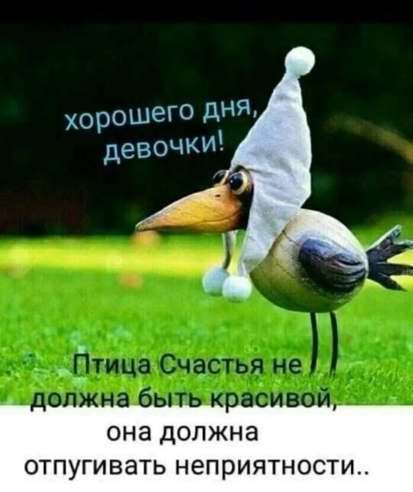 забавные птицы