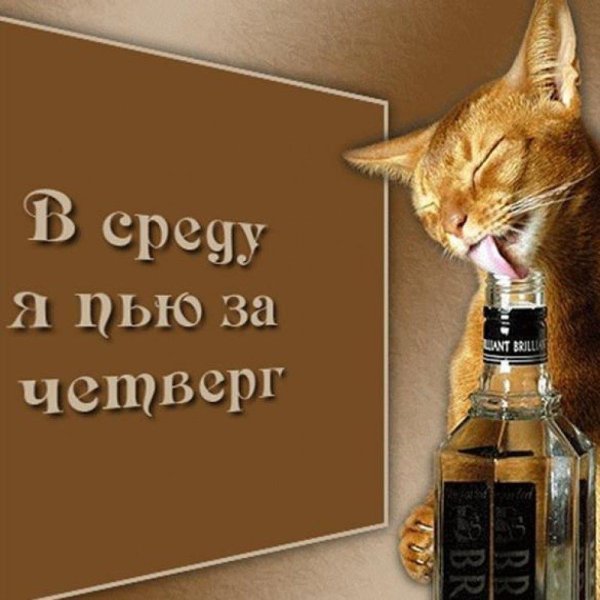 кот пьет водку