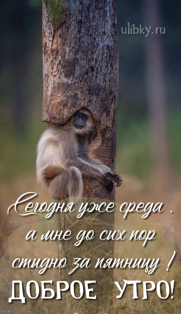 белоголовый лангур